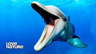 Dolphins Get Into Bloody Fights Over Mating Rights | Battle of the Alphas
