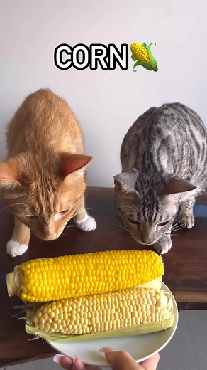 Corn Cat🌽🌽🌽 #cats #catsoftiktok #fyp #fypシ #itscorn #corn