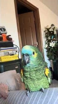 Milo the blue fronted amazon chills on mom's chair & knows she's a pretty girl! 🦜💚
