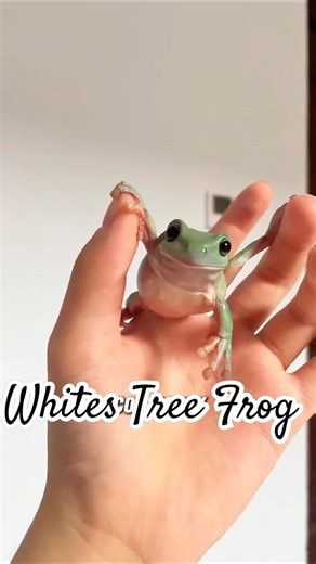 Dumpy tree frog! #fyp #youtubeshorts #pets #cute #frog #whitestreefrog #dumpyfrog