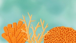 Gilman Scholarship  |  | Coral Reef Day 2020