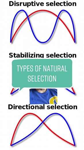 Types of Natural Selection Explained