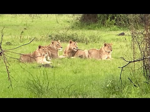 Best Safari in Rwanda | Akagera National Park 4k