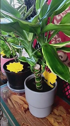 How to care for Dracaena fragrans growth tutorial #plant ##gardening #plants #houseplants #tutorial