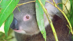 72K views · 10K reactions | “After Australia’s traumatic bushfire season, most of the habitat on Kangaroo Island was destroyed. We were able to provide a home & safe haven for some of the orphaned koalas at #AustraliaZoo. These beautiful koalas are now happy & healthy. I am incredibly proud that we could help.” — Terri Irwin on Twitter | Australia Zoo | Facebook