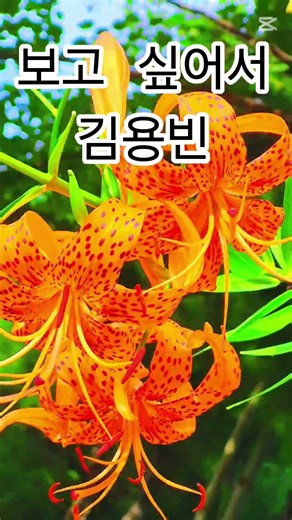 #김용빈 #보고싶어서 # #김용빈노래모음 #김용빈콘서트 #트롯쇼츠 #서울여행 #아차산