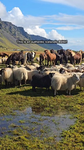 This is Réttir! 🐑🇮🇸 The epic annual sheep roundup where Icelandic horses and farmers work together to bring the flocks home from the highlands for winter. It's a timeless tradition of teamwork, care, and pure Icelandic spirit. An unforgettable experience of community! Réttir 06.09.2025 Eyjafjöll🇮🇸 Want to witness this authentic piece of Iceland? #réttir #Iceland #sheeproundup #icelandicnature #VisitIceland #nordiclife #FarmLife #IcelandicHorse #sheepdog #traditionaliceland #autumniniceland 