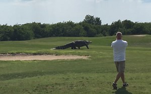 Video: Massive Alligator Crashes Golf Game in Florida | OutdoorHub