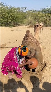 استخدام الجرّة في الصحراء لراحة الجمل😱🔥#animals #camels #shortfeed #comedyeffect #fypyoutube