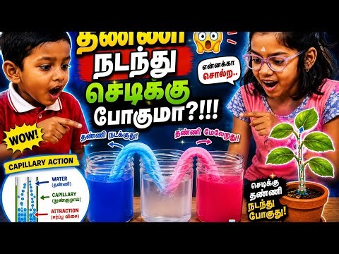 தண்ணி நடந்து செடிக்கு போகுமா?!!! 😱 | Walking Water Experiment Tamil | Capillary Action