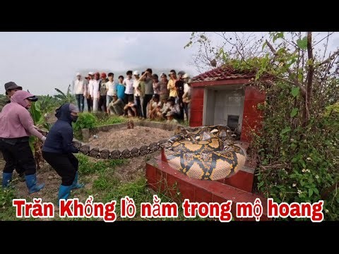 Kinh Hoàng Phát Hiện Trăn Khổng Lồ Nằm Quận Tròn Trong Ngôi Mộ Hoang Không Cốt
