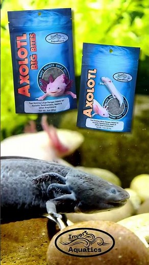 Axolotl Better Than Expected