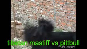 TIBETAN MASTIFF KILLS PITTBULL