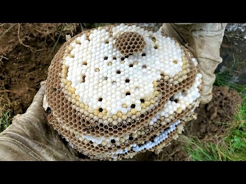 HUGE Yellow Jacket Ground Nest | How To Remove A Ground "Bee" Nest | Wasp Nest Removal