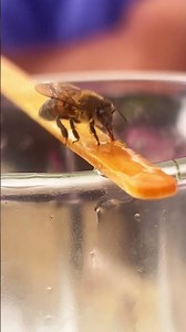 Nature's best disguise: Meet the stick insect!