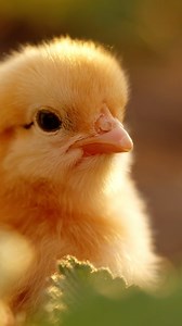  Celebrate Science Week with Life Cycle Learning! Understanding...