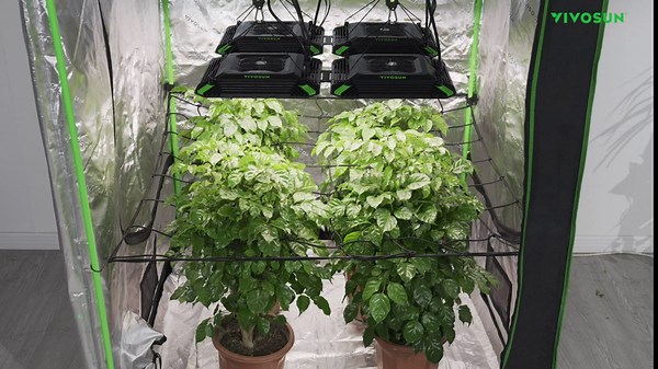 VIVOSUN 2-Pack 3x3FT Elastic Trellis Netting with Hooks for Grow Tents