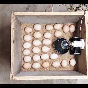 how to make incubator at home with auto temperature. controller#egg #bird #chicken #hatch#incubator