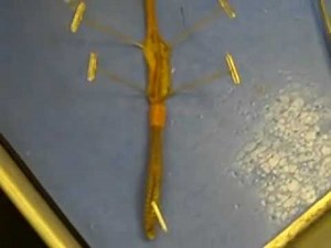 Earthworm Dissection.wmv