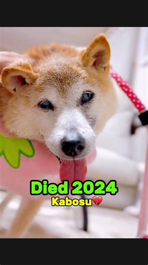 Most Legendary Doge Memes Then and Now❤️‍🩹😭