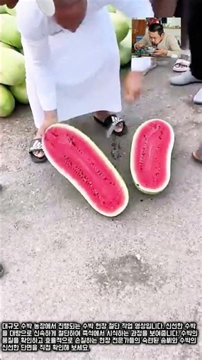 수박 빠르게 자르는 법 #worker #process #watermelon #harvest #cutting