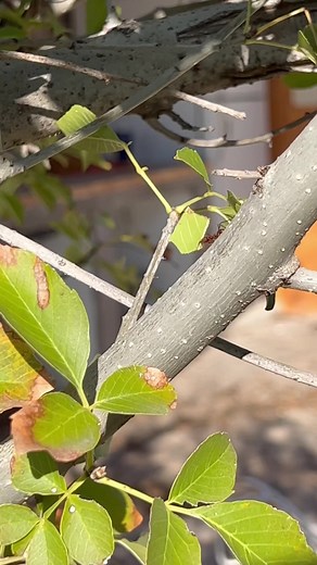 Ant Behavior: Determination in the Face of Adversity