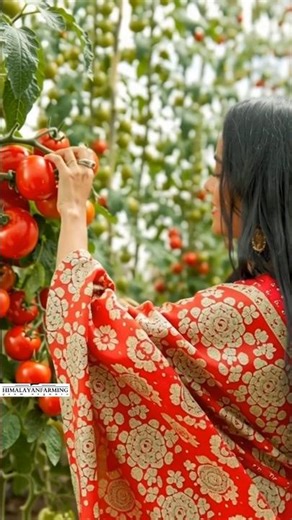fresh tomatoes farm #shorts
