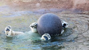 Summer in Lapland is short – there's not a moment to waste! Polar bears at Ranua Zoo are enjoying warm days to the fullest! See how they play! More info about Ranua Zoo: http://www.ranuazoo.com/ | All About Lapland