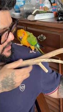DIY Natural Wooden Perch For Birds🦜❤️ #sunconure #birds #parrot #pets #birdcage #cagesetup #perch