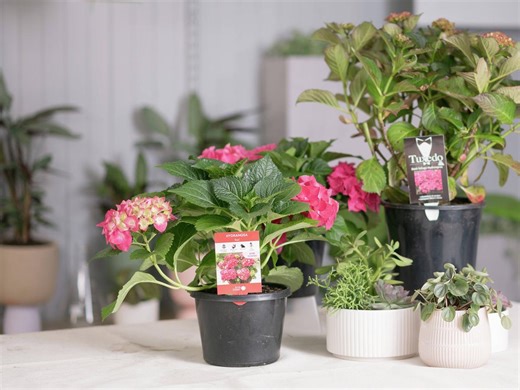 How To Select And Plant Hydrangeas - Bunnings Australia