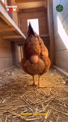 Did you know that chickens start laying eggs when they reach about 5 to 6 months of age? The process of egg-laying is fascinating and essential for their reproduction. A hen typically lays one egg every 24 to 26 hours, although this can vary based on factors such as breed, age, health, and the season. The eggs have protective shells made primarily of calcium carbonate, which helps safeguard the developing chick inside. Interestingly, hens don’t need a rooster to lay eggs; they only require a roo