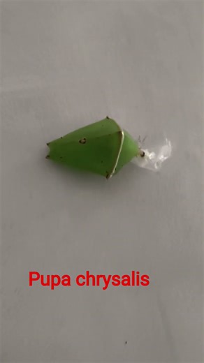Pupa chrysalis