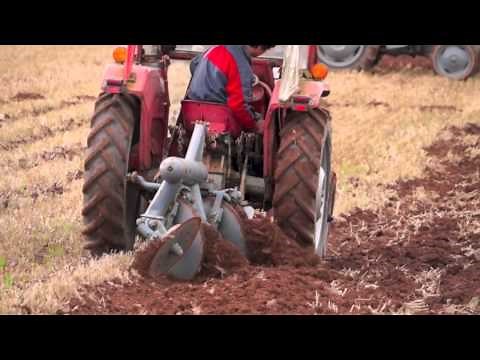 MF 135 Tractor pulling Ferguson Disc Plough in Wheat stubble