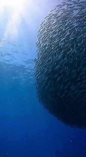 Underground Ocean Swimmer Films Thousands of Fish 🐠 | Realistic Underwater World in 4K