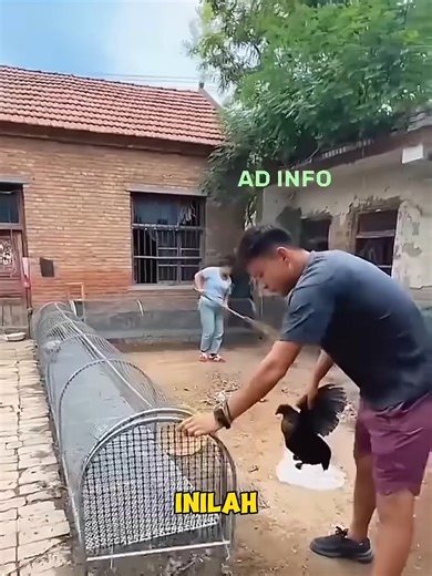 Kandang Ayam Unik dan Kreatif di Florida