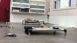 3.8K views · 293 reactions | Fun Friday with adoptable puppies here at ECPR! They are spayed, fully vetted, and ready for adoption now! Give us a call at 206 557 4661 to schedule a time to meet them! | Emerald City Pet Rescue | Facebook