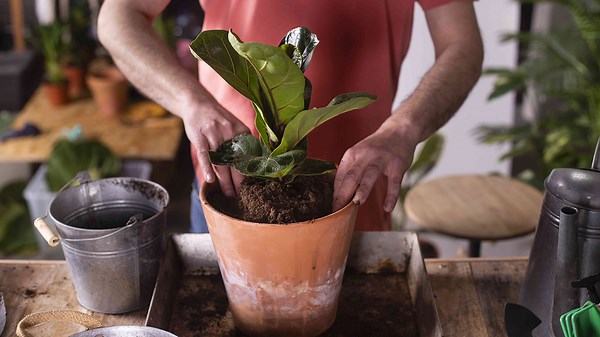10 Signs You Should Transplant Your Fig Tree From Pot To Garden