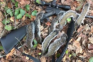3 Steps to Training a Squirrel Dog - Game & Fish