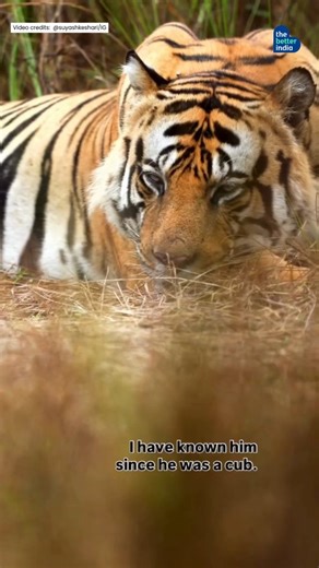 The Better India | In the heart of Bandhavgarh National Park, D1 lay in peaceful stillness, an enormous young male tiger, son of Dottie and Mahavan, taking a... | Instagram