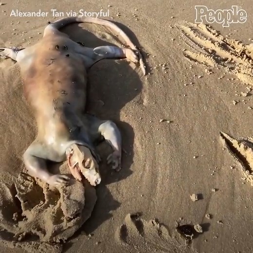 28K views · 109 reactions | This man made an unusual animal discovery while walking on a beach in Australia. Full story: peoplem.ag/3K0zJfK | People | Facebook