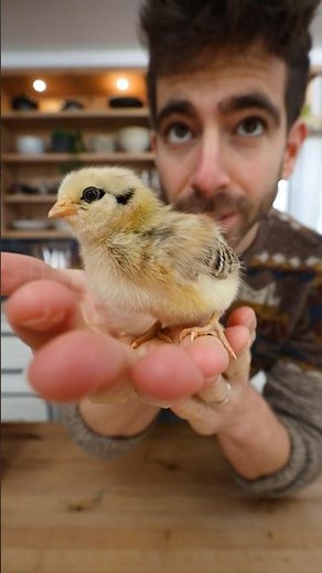 8 Week Chick Progression 🐣→🐓