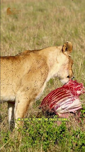 Lioness Hunts Zebra in the Wild | Intense Wildlife Chase Caught on Camera