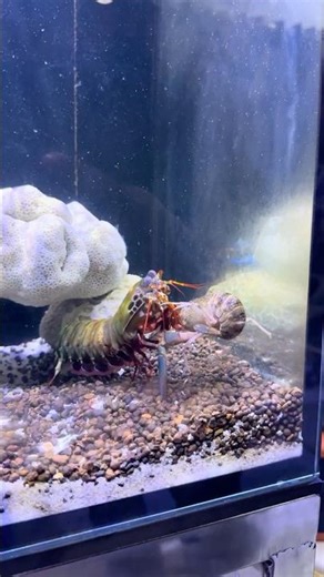 Mantis Shrimp’s Deadly Strike