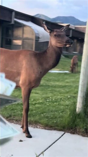 Desperate times call for desperate measures! Full Rut Scouting action