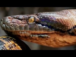 THE LARGEST LIVE SNAKE OF ALL TIME! Unbelievable