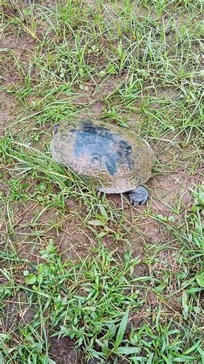 ¿Qué harías tú? Atrapé una TORTUGA pescando 🐢🎣