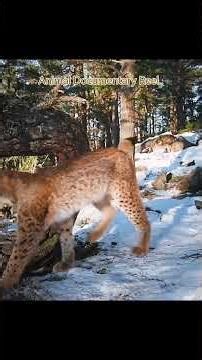 Elusive Lynx in Heat: Rare Mating Behaviour Caught on Camera!