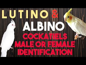 Cockatiels Gender Identification | Lutino & Albino Cockatiels Gender | Cockatiels Male or Female