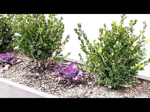 Boxwood Plant Profile