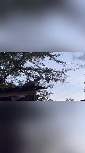 32K views · 4.4K reactions | I had no idea that baby peacocks could fly that good #peafowl #peacock #peacocks #peahen #peachicks | Cog Hill Farm | Facebook